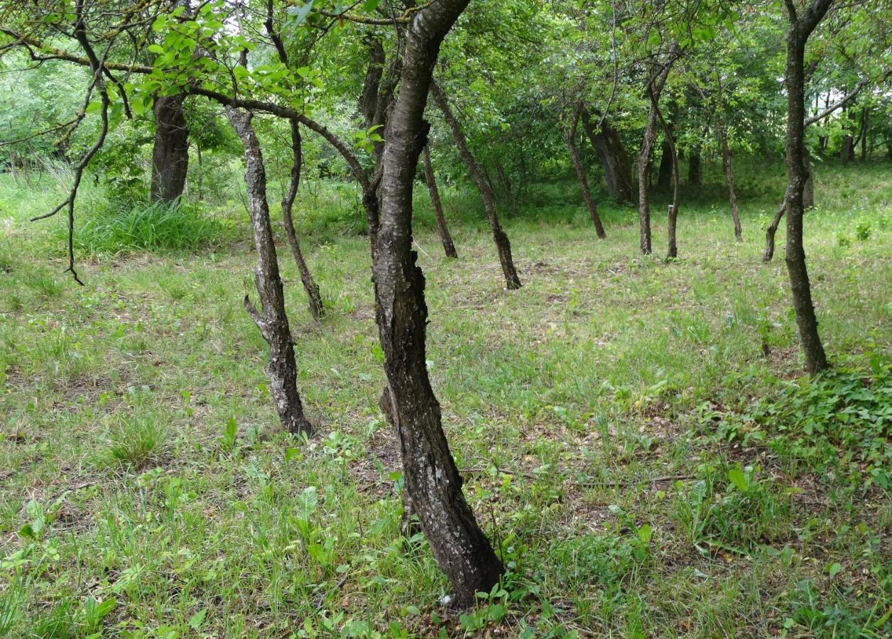 Bed and Breakfast Dom Na Mazurach Pilec Екстер'єр фото