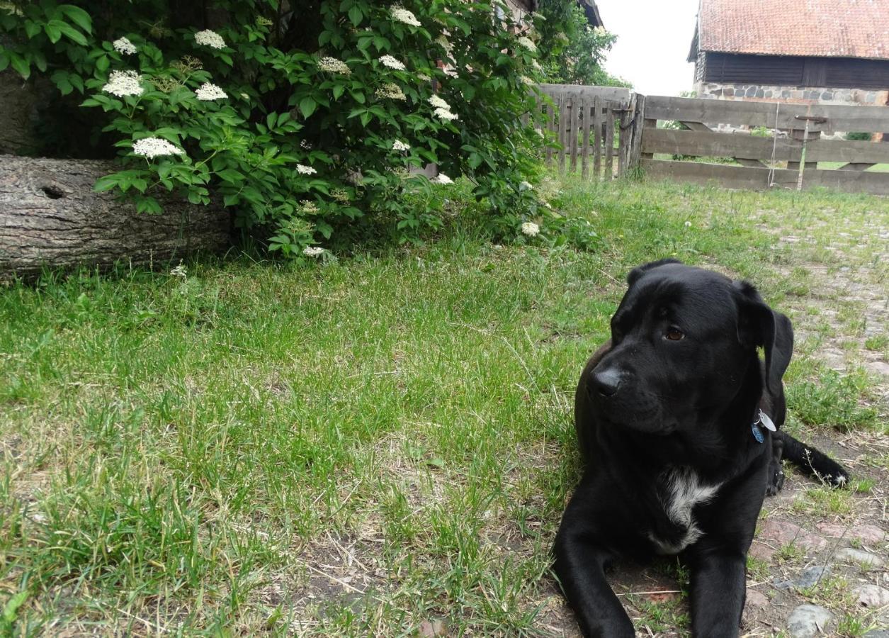 Bed and Breakfast Dom Na Mazurach Pilec Екстер'єр фото